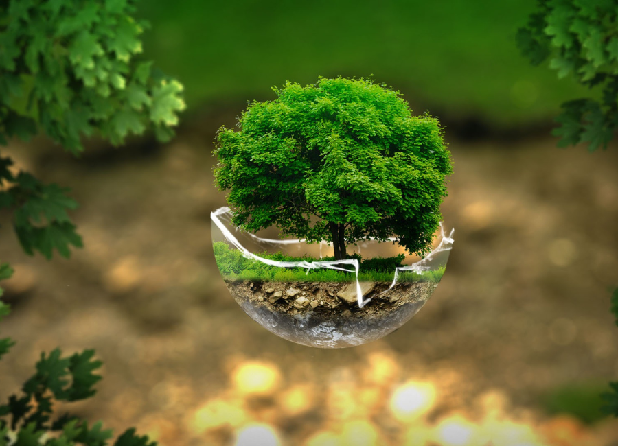 Eco-Eleganza in Cucina: La Rivoluzione Sostenibile di DishesOnly